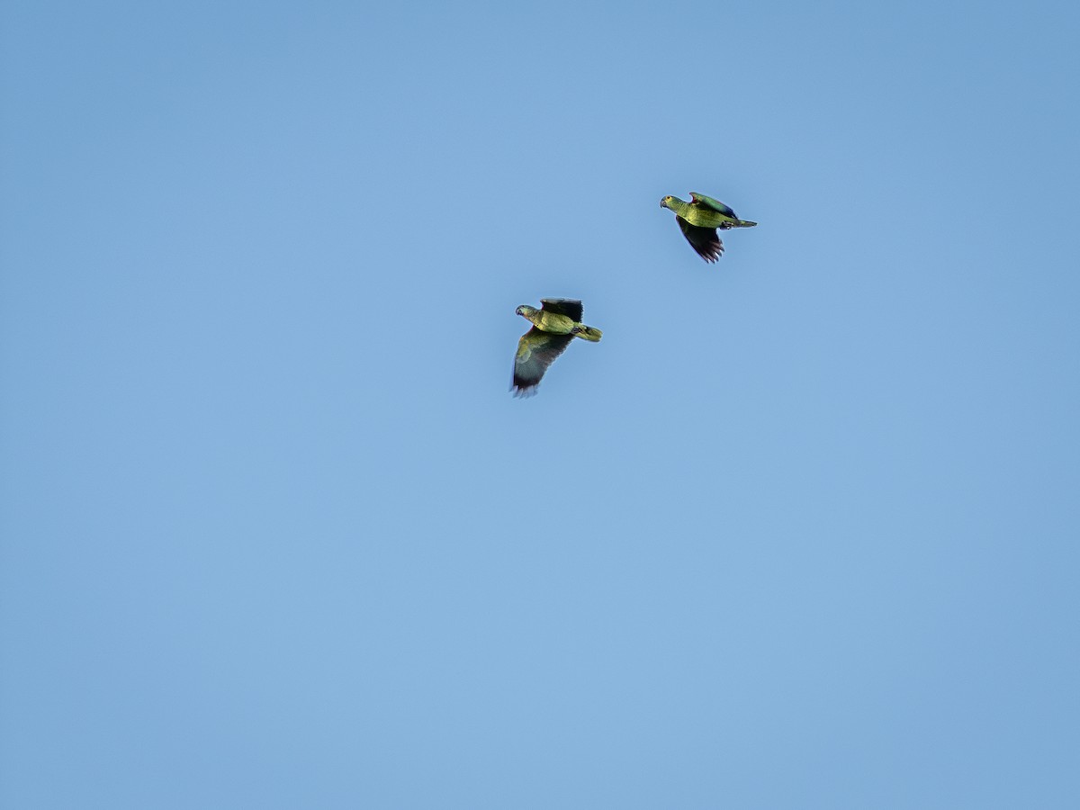 Turquoise-fronted Amazon - ML637992266
