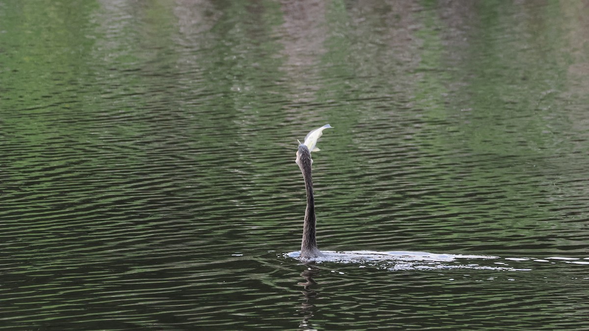 anhinga americká - ML637992332