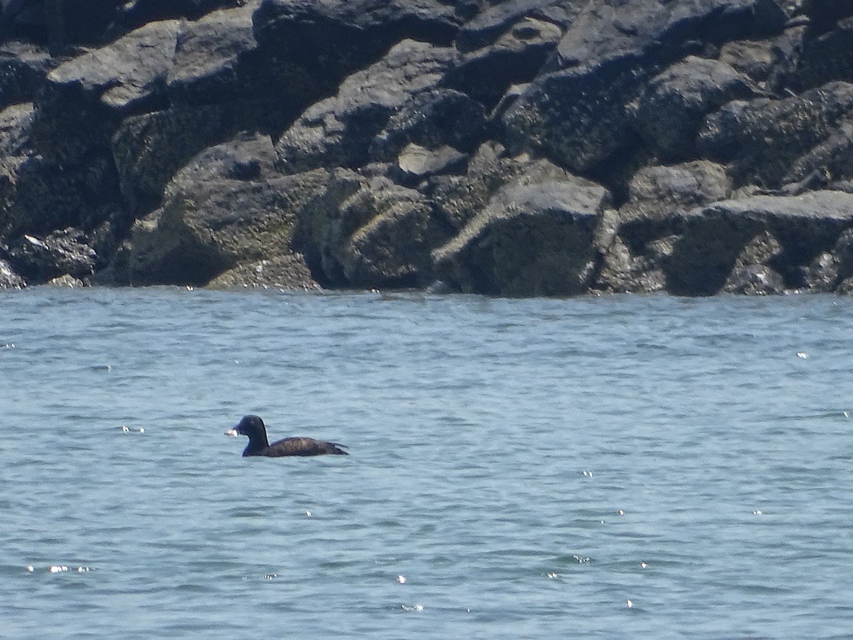 White-winged Scoter - ML637992348