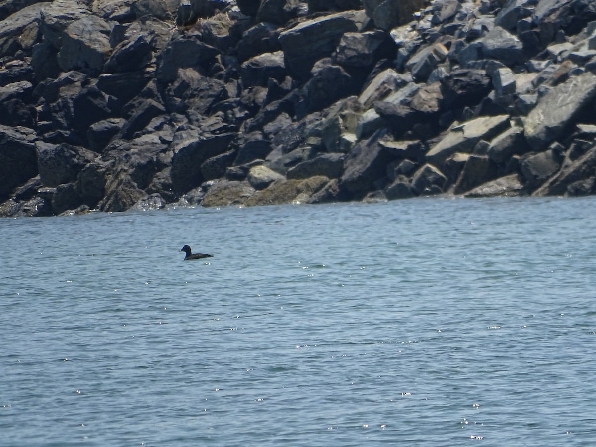 White-winged Scoter - ML637992356