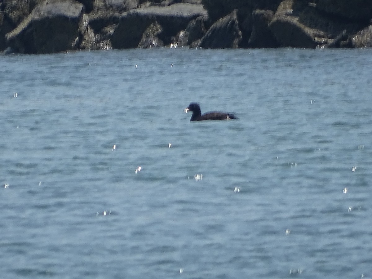 White-winged Scoter - ML637992357