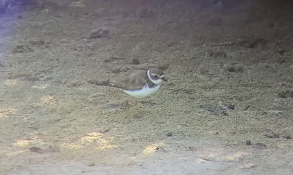 Semipalmated Plover - ML637992398