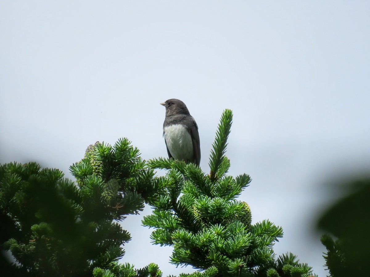 Dark-eyed Junco (Slate-colored) - ML637992401