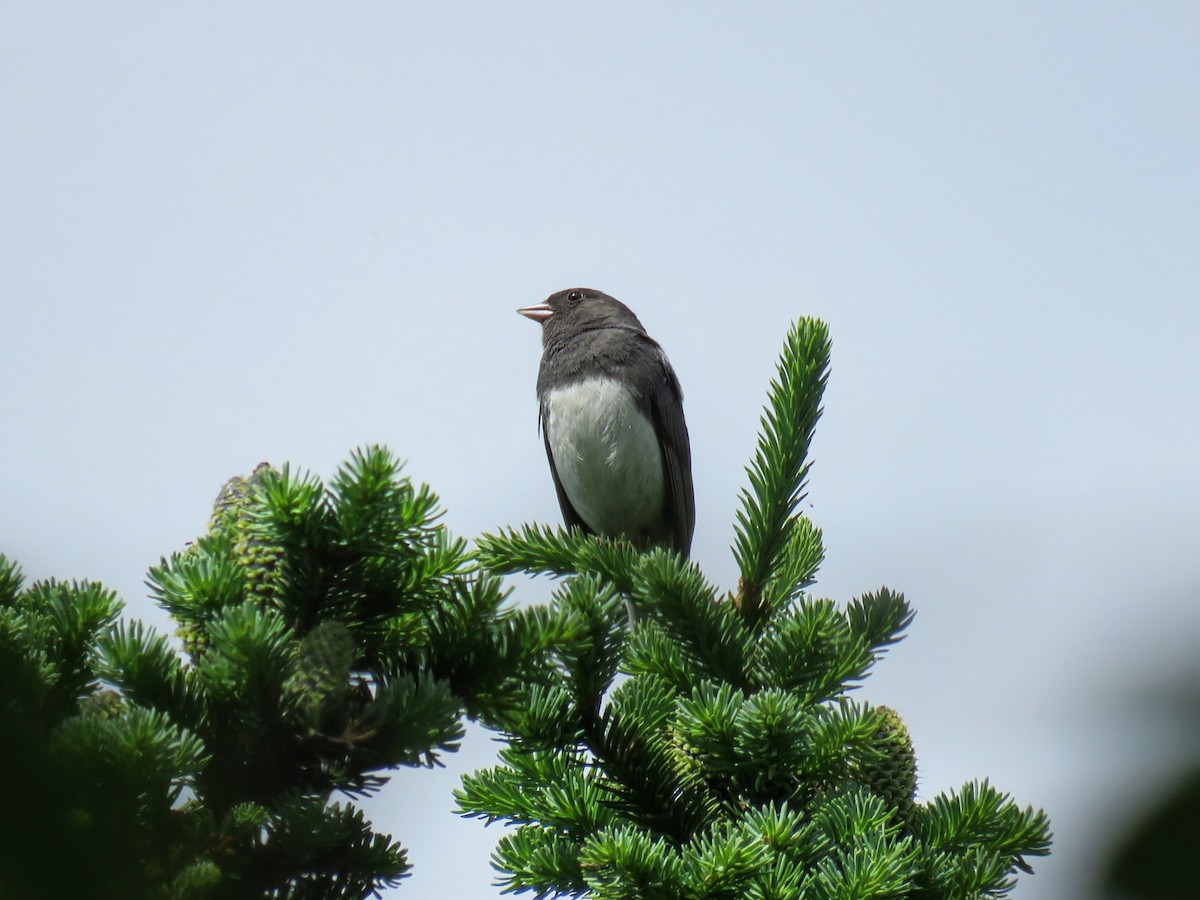 Dark-eyed Junco (Slate-colored) - ML637992402