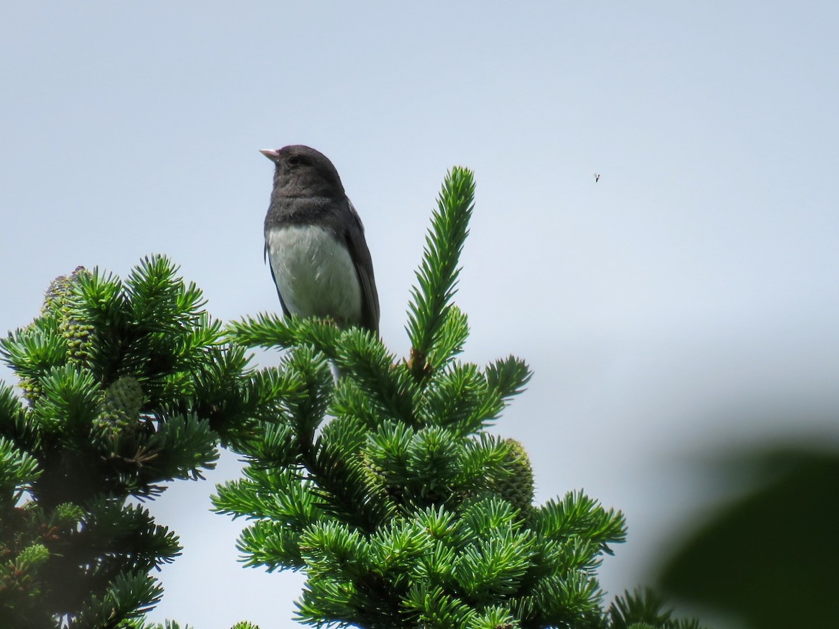 Dark-eyed Junco (Slate-colored) - ML637992403