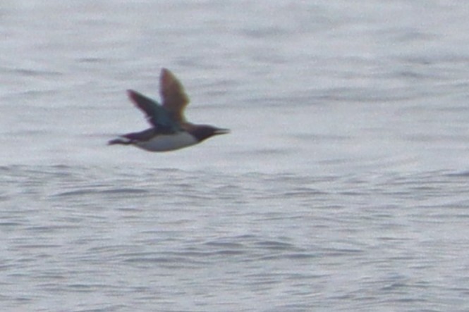 Common Murre - ML637992406