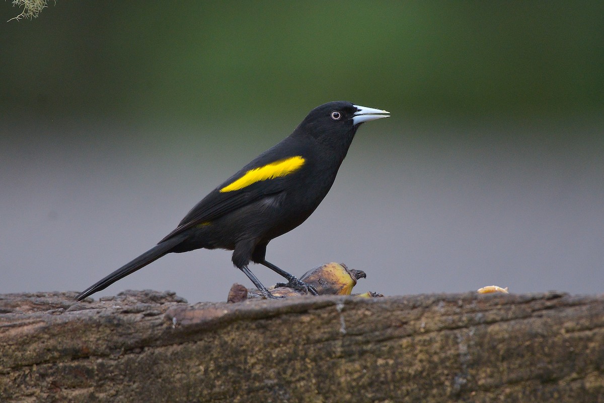 Golden-winged Cacique - ML637992410