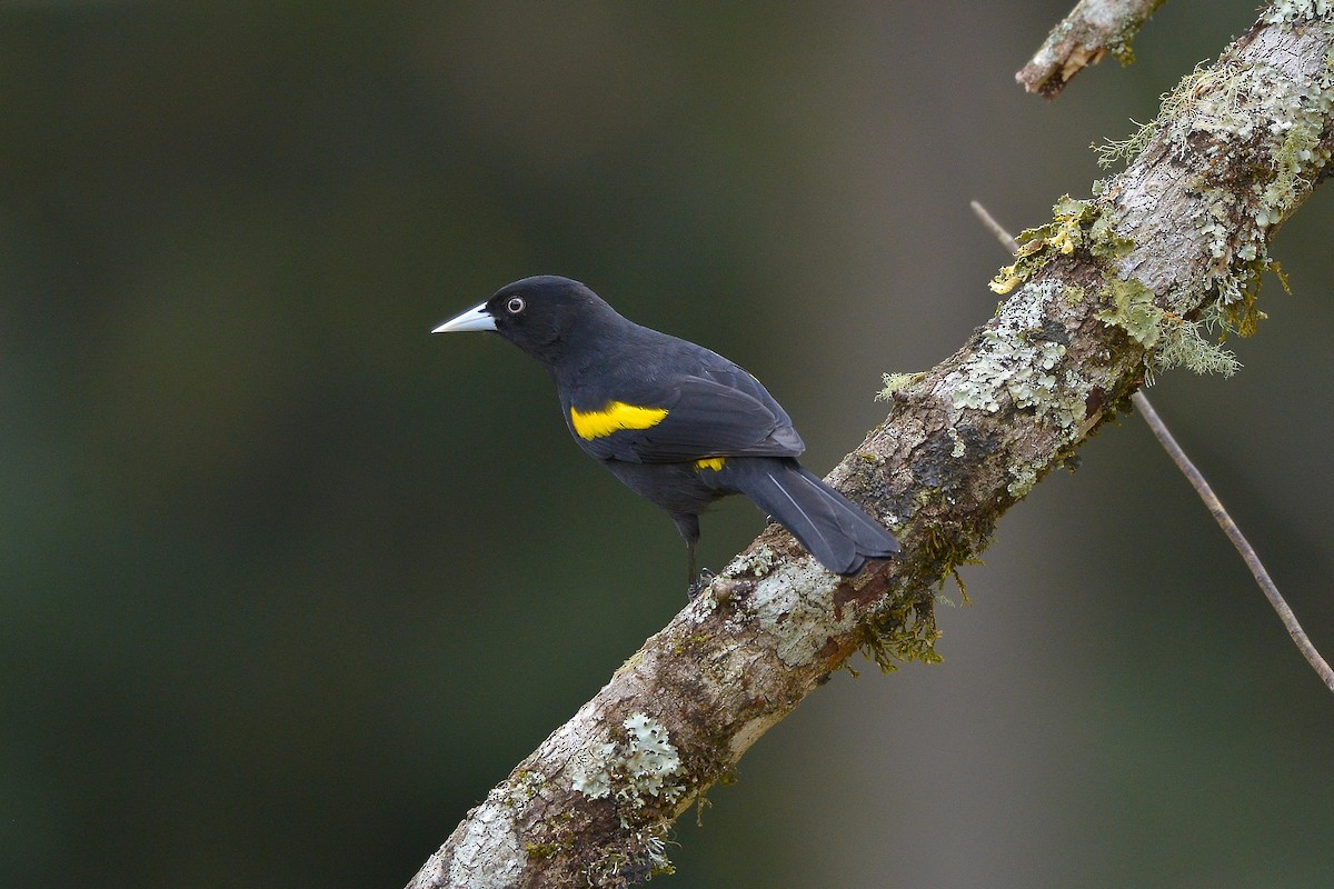 Golden-winged Cacique - ML637992419