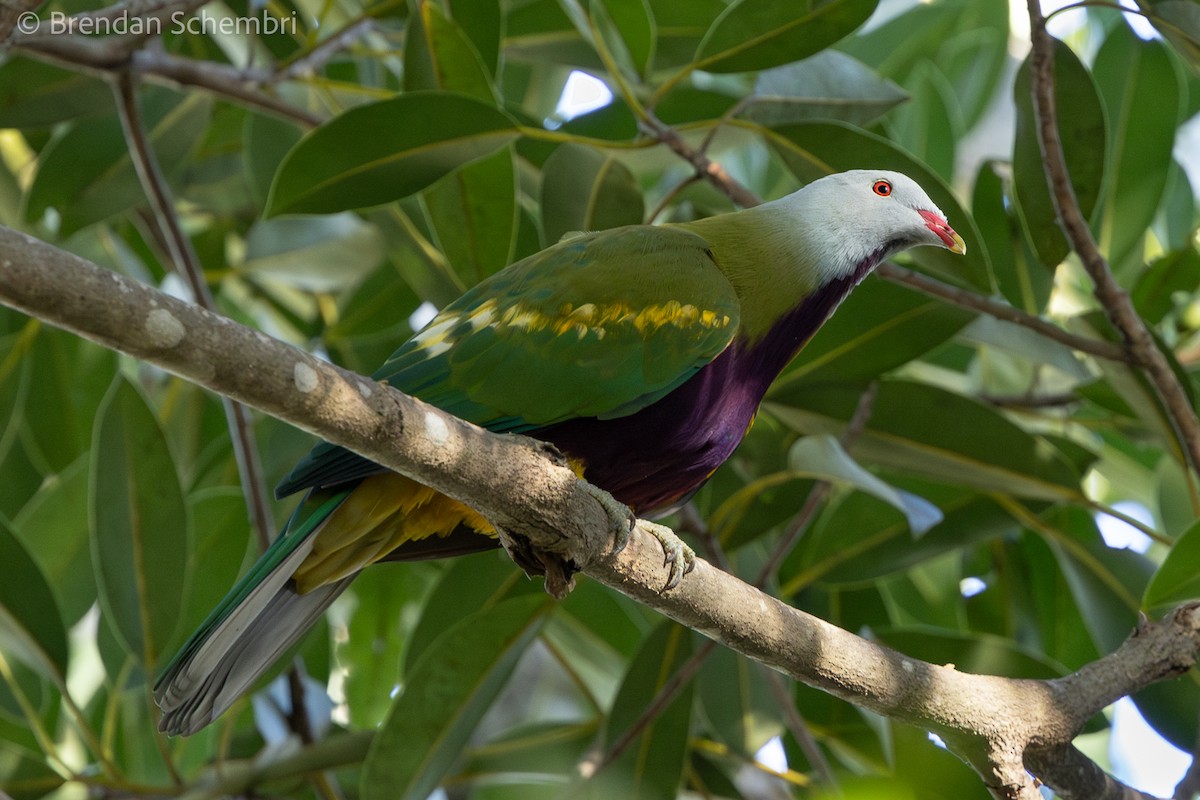 Wompoo Fruit-Dove - ML637992476