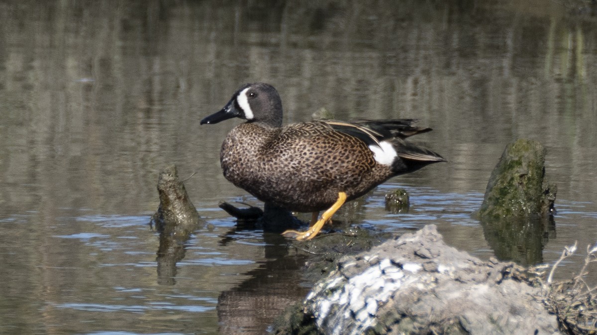 Blue-winged Teal - ML637992509