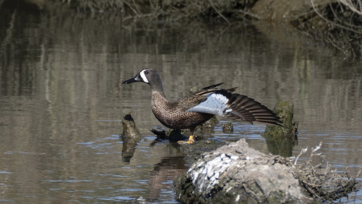 Blue-winged Teal - ML637992510