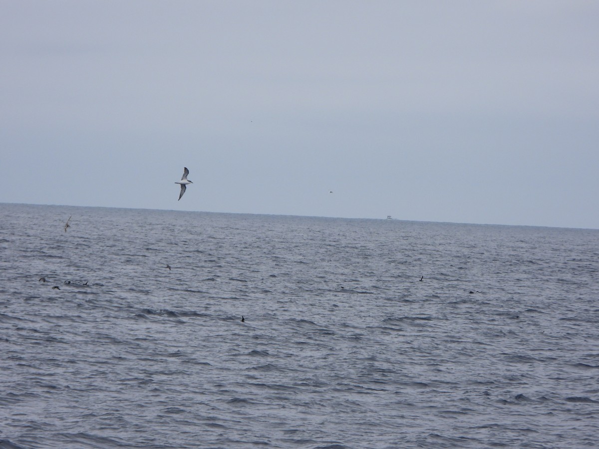 Cook's Petrel - ML637992550