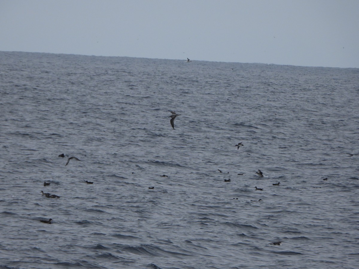 Cook's Petrel - ML637992599