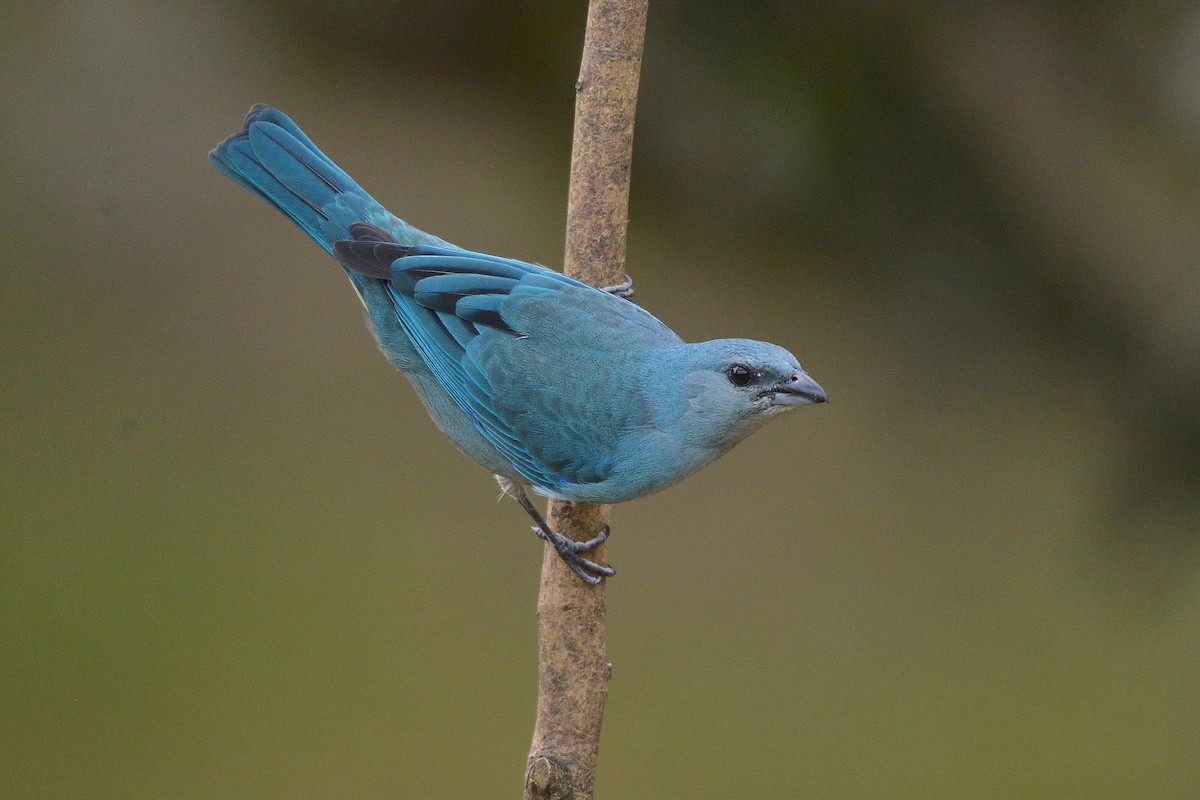 Azure-shouldered Tanager - ML637992601