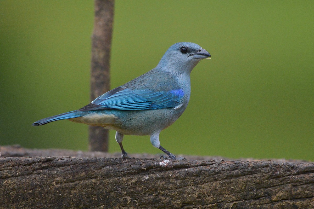 Azure-shouldered Tanager - ML637992608