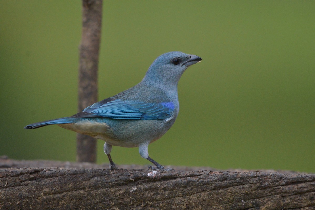 Azure-shouldered Tanager - ML637992609