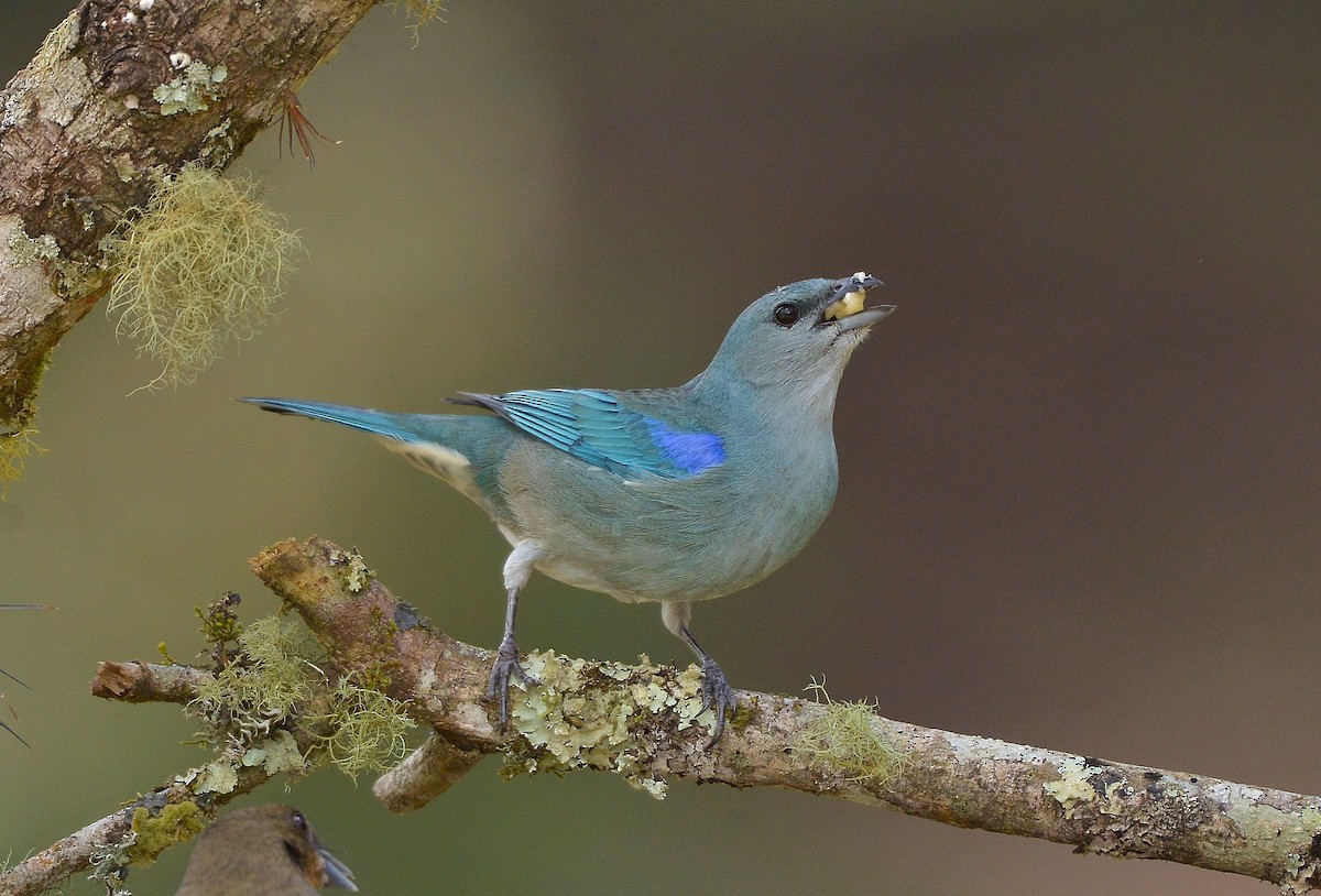 Azure-shouldered Tanager - ML637992610