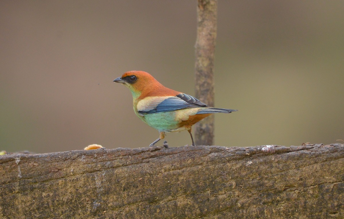 Chestnut-backed Tanager - ML637992613