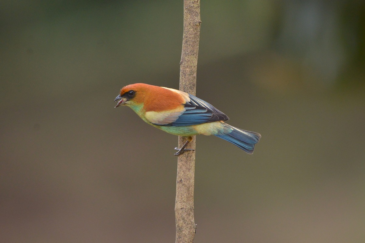 Chestnut-backed Tanager - ML637992614