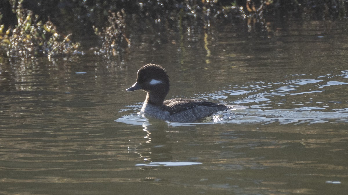 Bufflehead - ML637992617