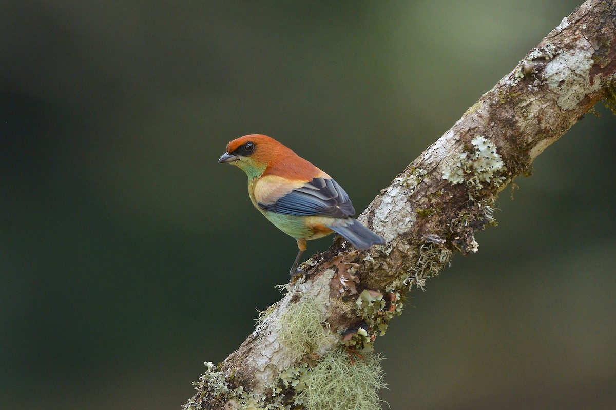 Chestnut-backed Tanager - ML637992619