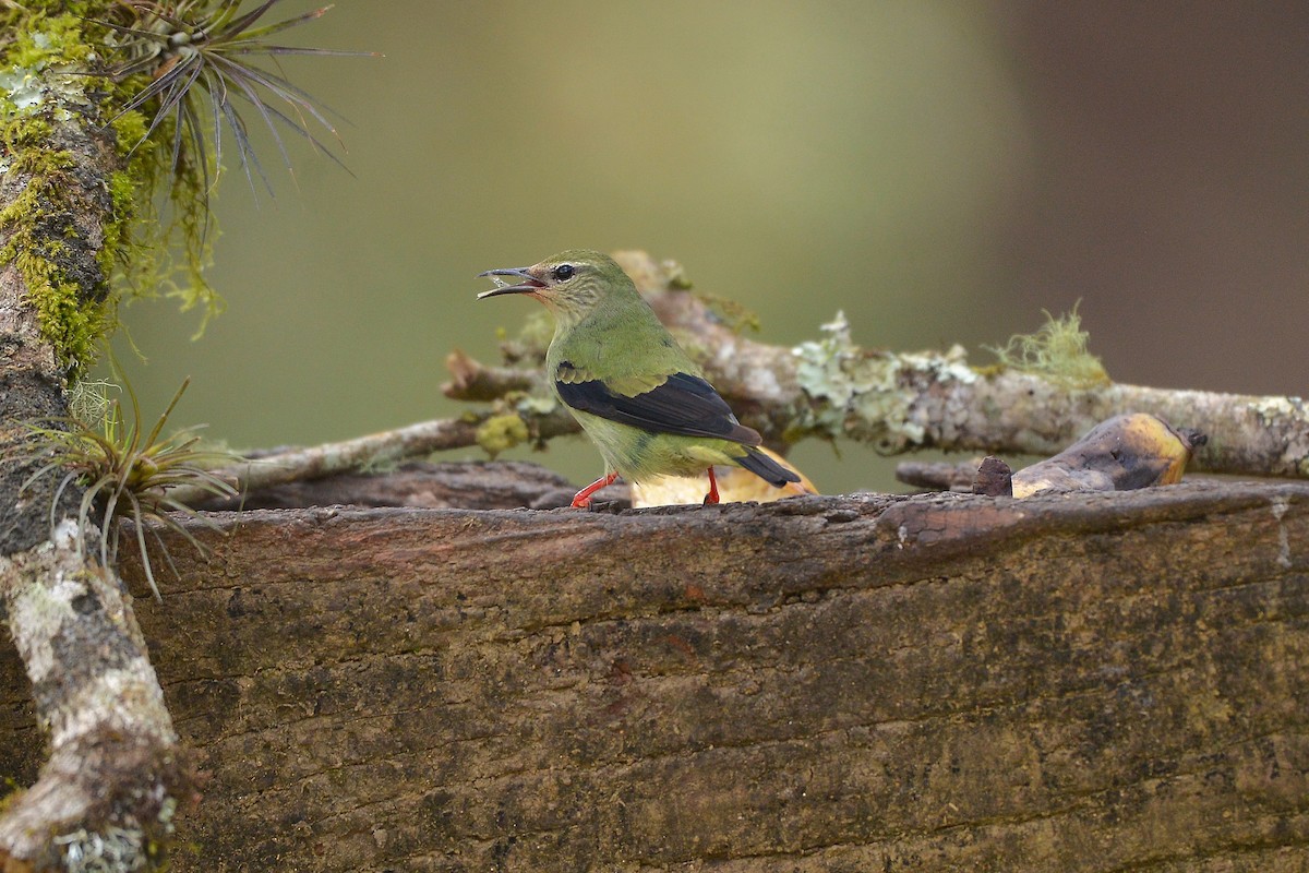 Red-legged Honeycreeper - ML637992635
