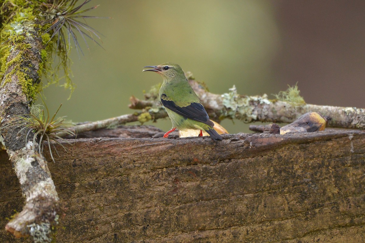Red-legged Honeycreeper - ML637992636