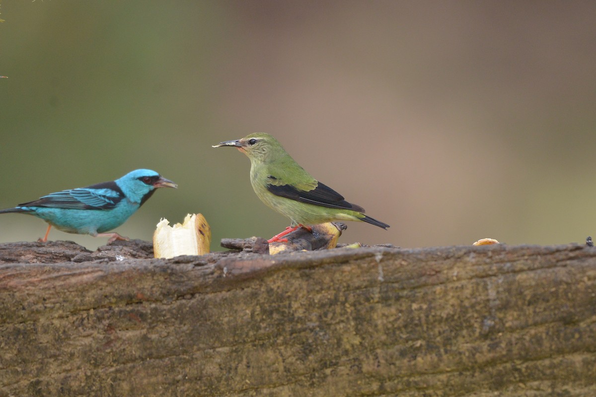Red-legged Honeycreeper - ML637992643