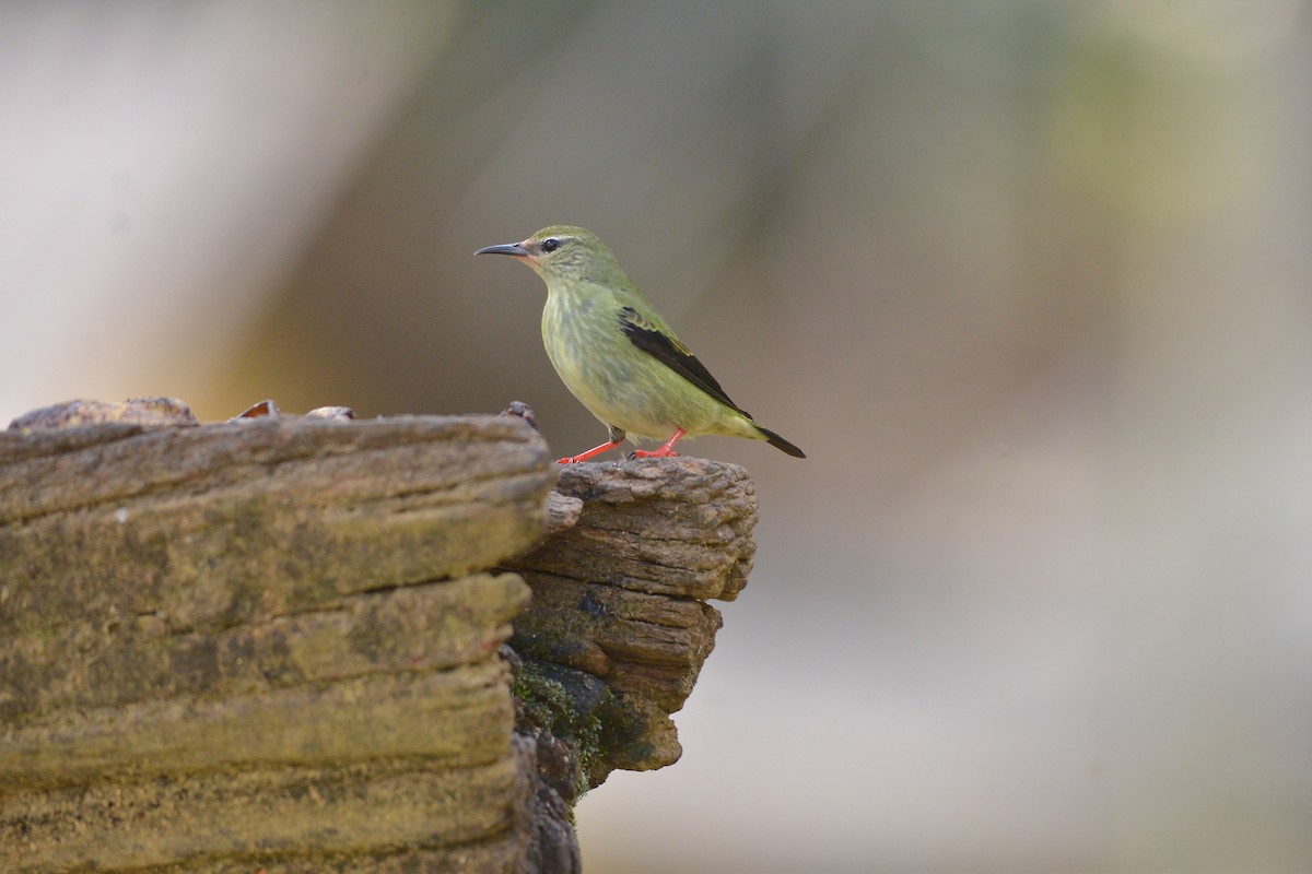 Red-legged Honeycreeper - ML637992649