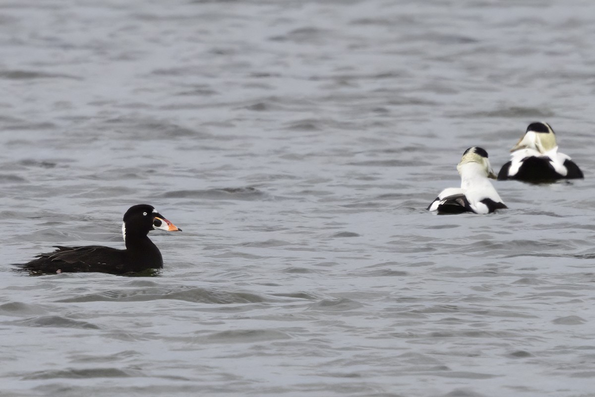 Surf Scoter - ML637992658