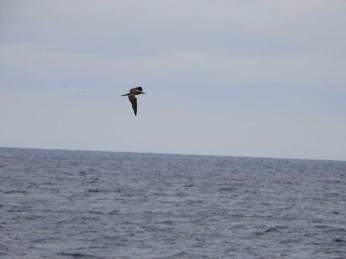 Cocos Booby (Brewster's) - ML637992665