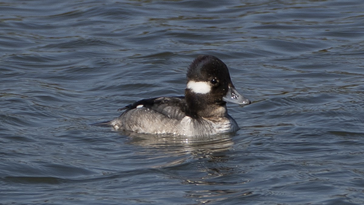 Bufflehead - ML637992682