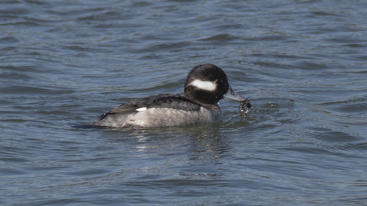 Bufflehead - ML637992683