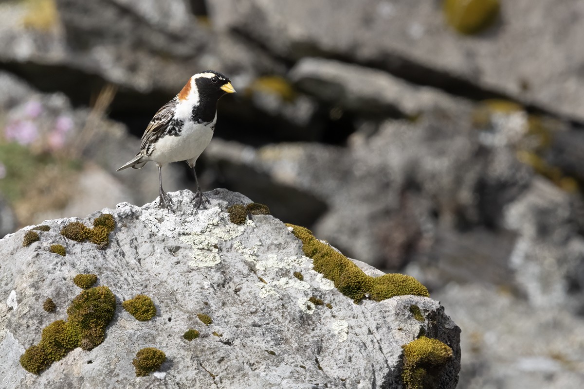 Lapland Longspur - ML637992685