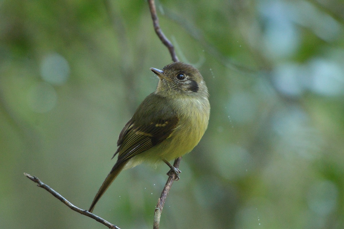 Sepia-capped Flycatcher - ML637992712