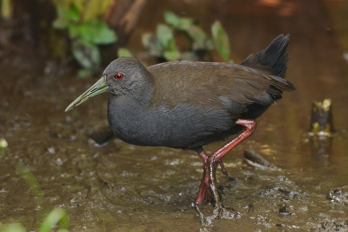 Blackish Rail - ML637992752