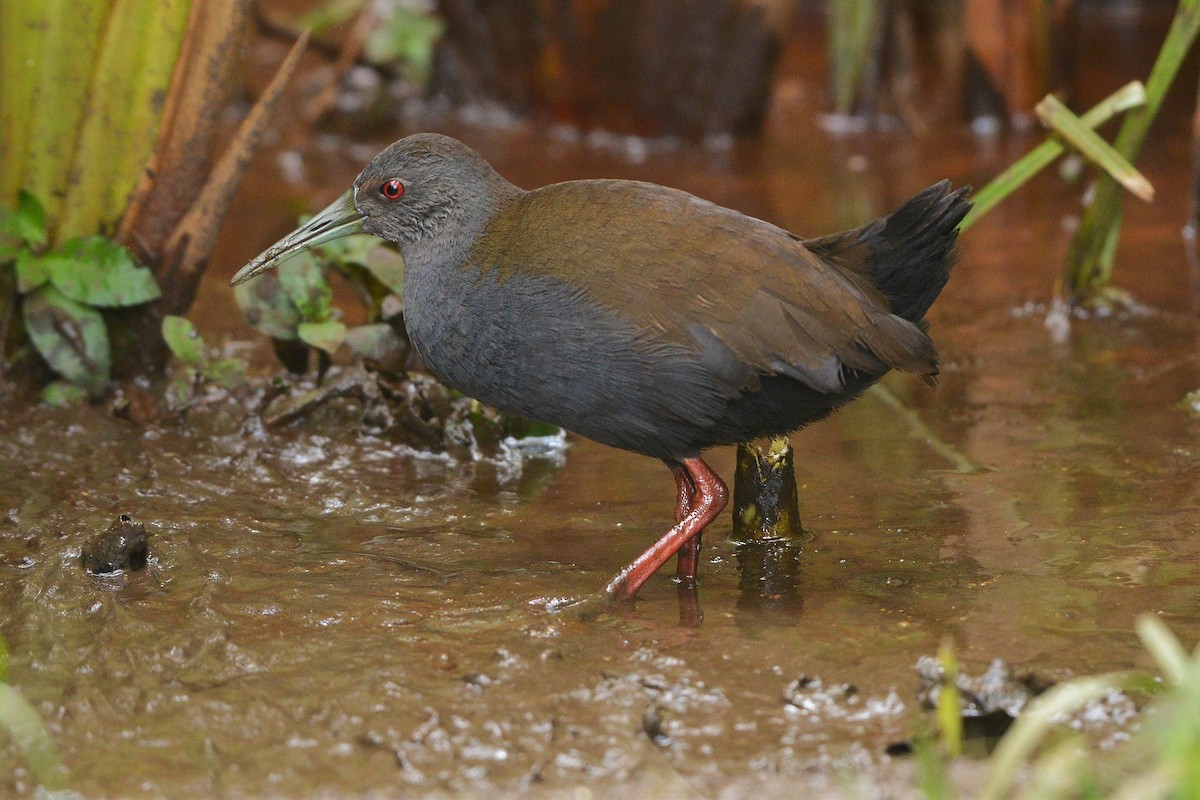 Blackish Rail - ML637992759