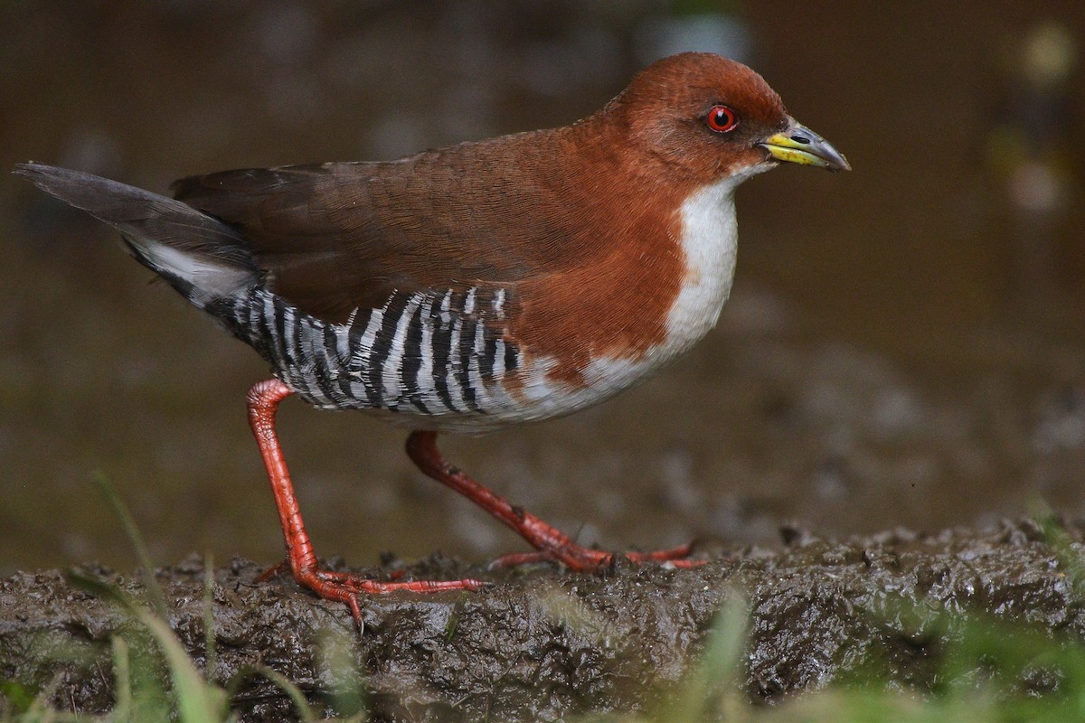 Red-and-white Crake - ML637992764