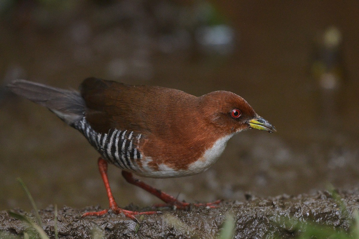 Red-and-white Crake - ML637992765