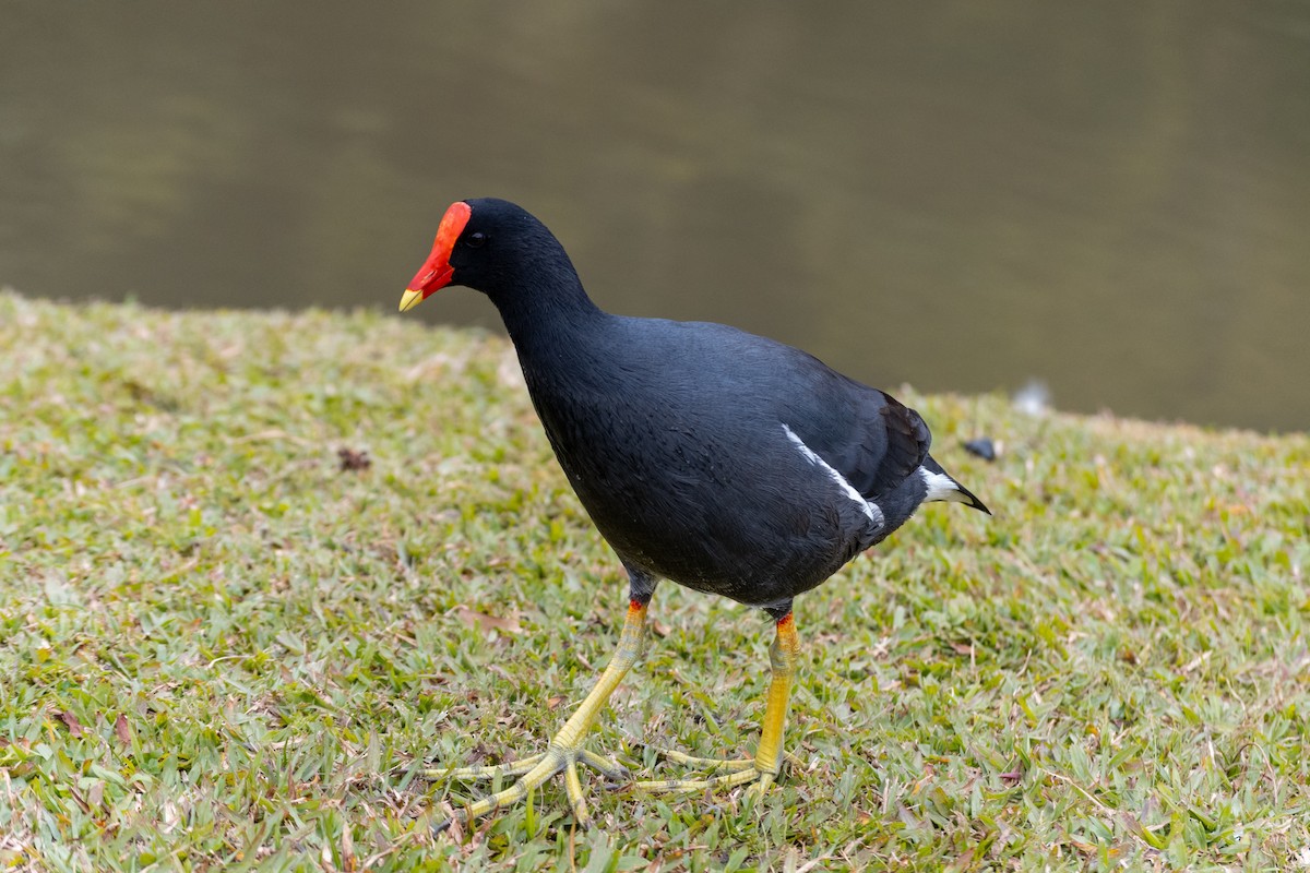 Gallineta Americana - ML637992768