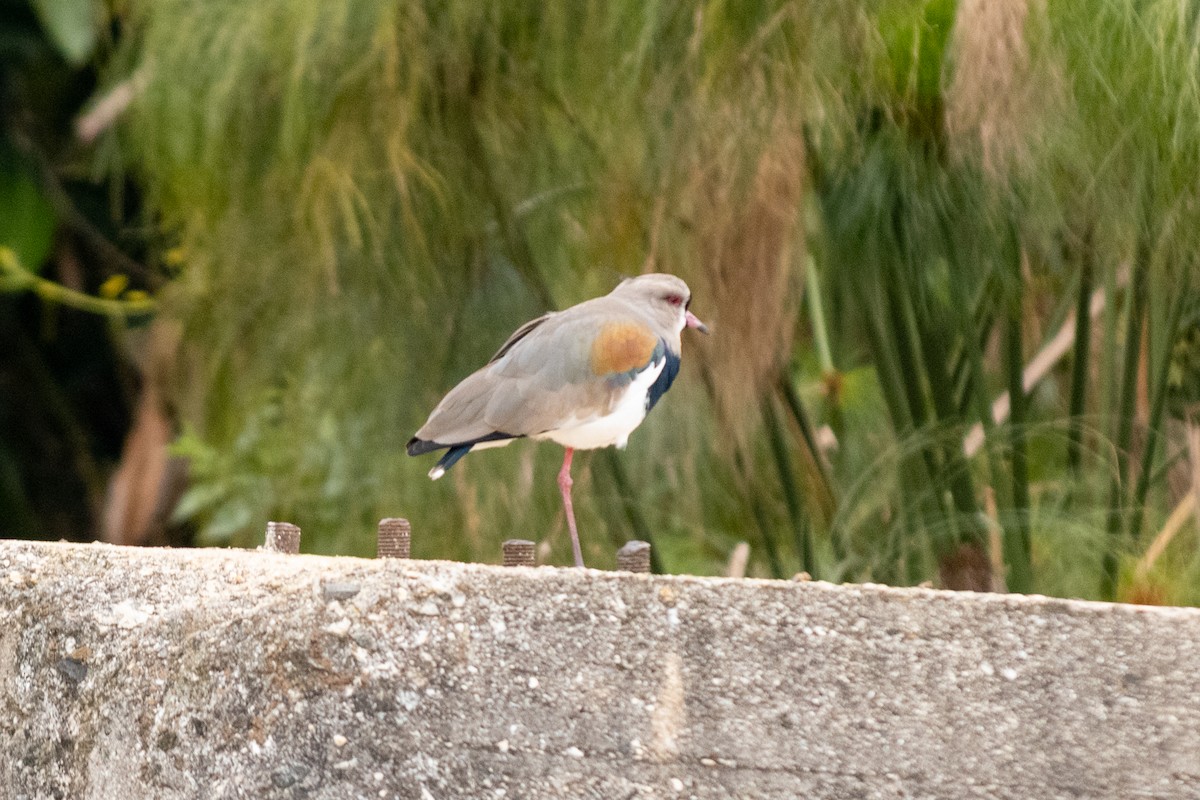 Avefría Tero - ML637992783