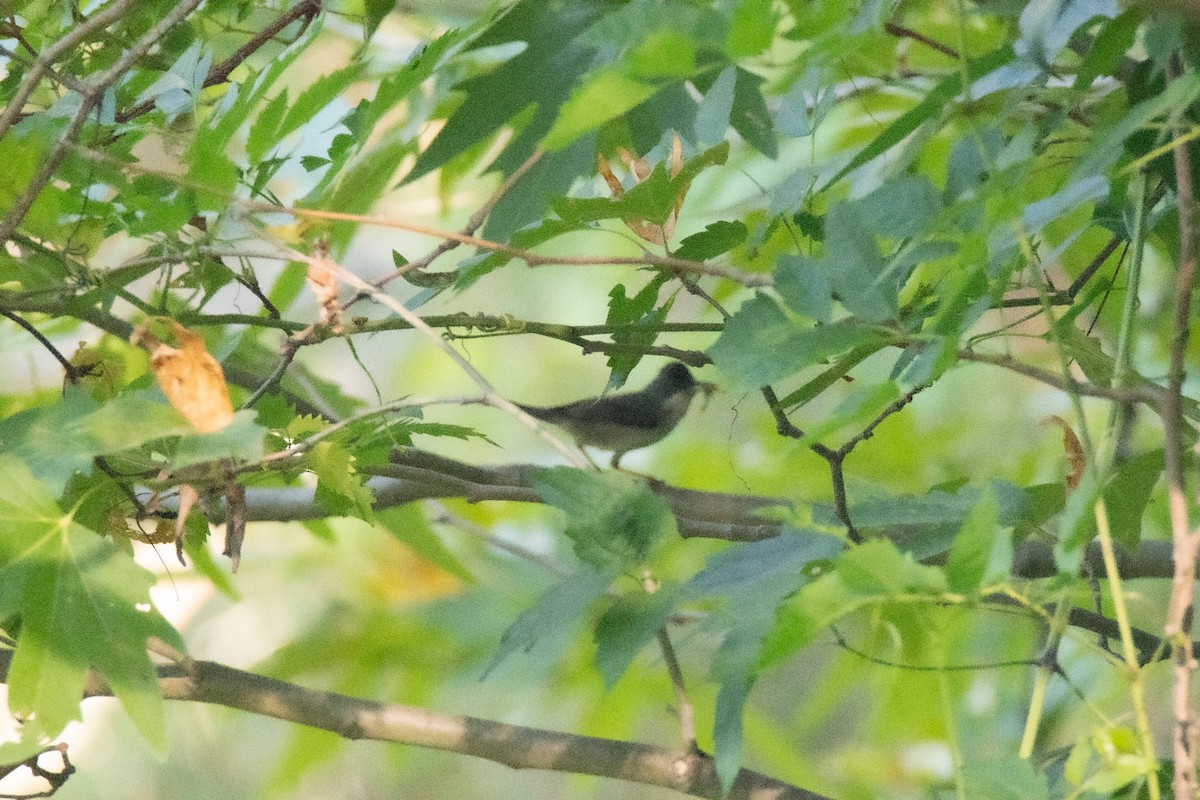Menetries's Warbler - ML637992792