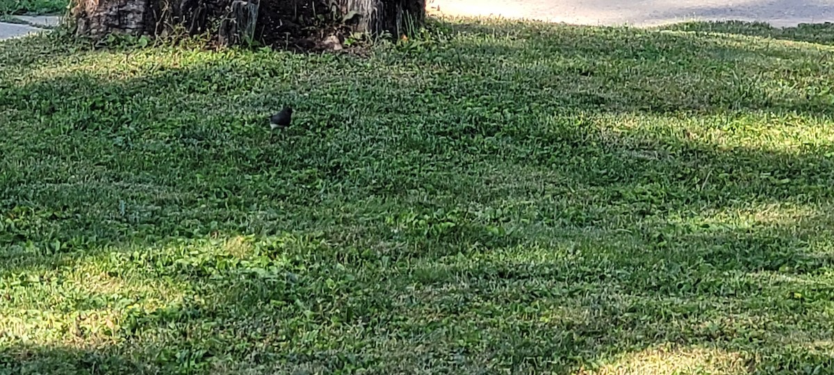 Dark-eyed Junco - ML637992818