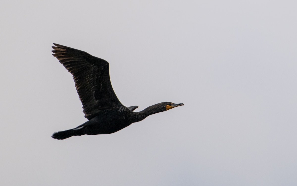 Cormoran à aigrettes - ML637992821