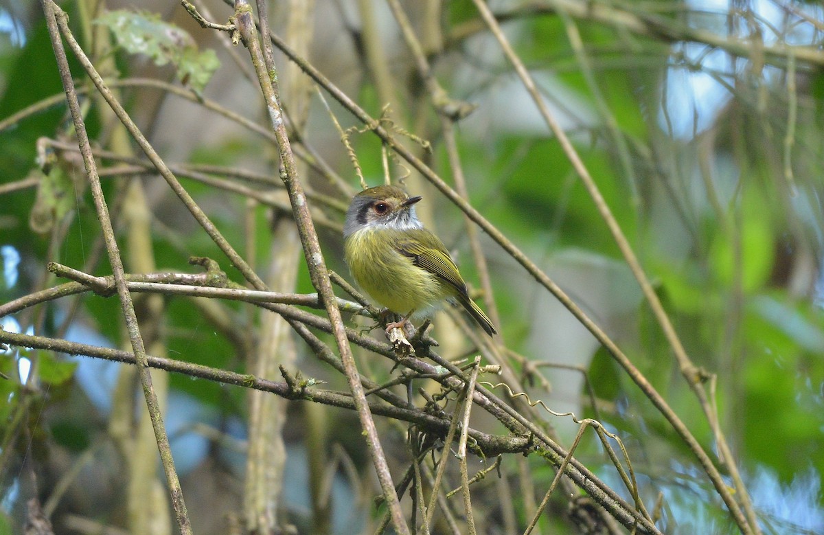 Eared Pygmy-Tyrant - ML637992828