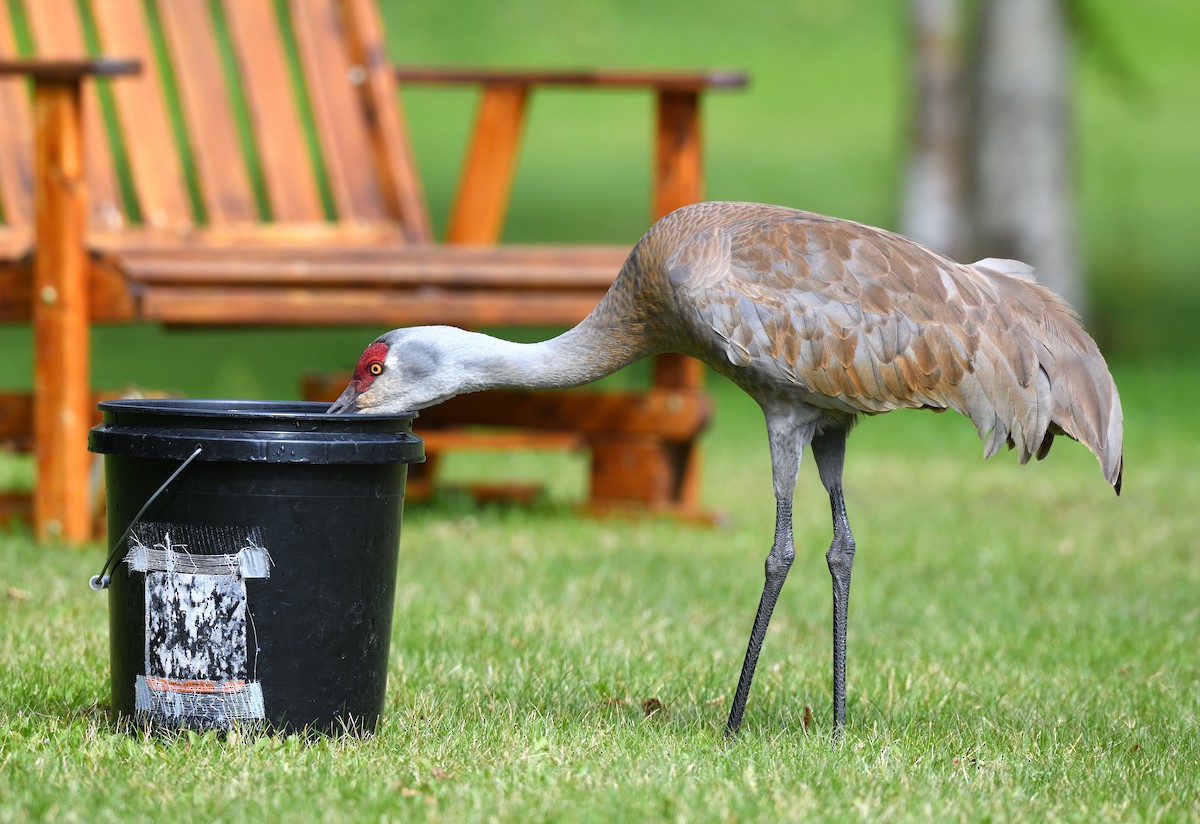 Sandhill Crane - ML637992845