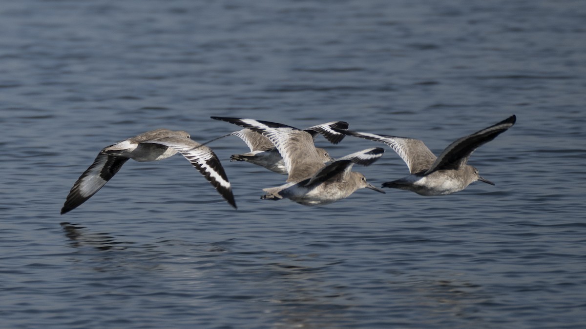 Willet - ML637992852