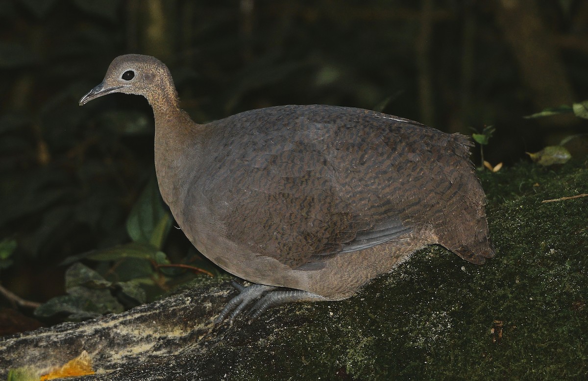 Solitary Tinamou - ML637992864