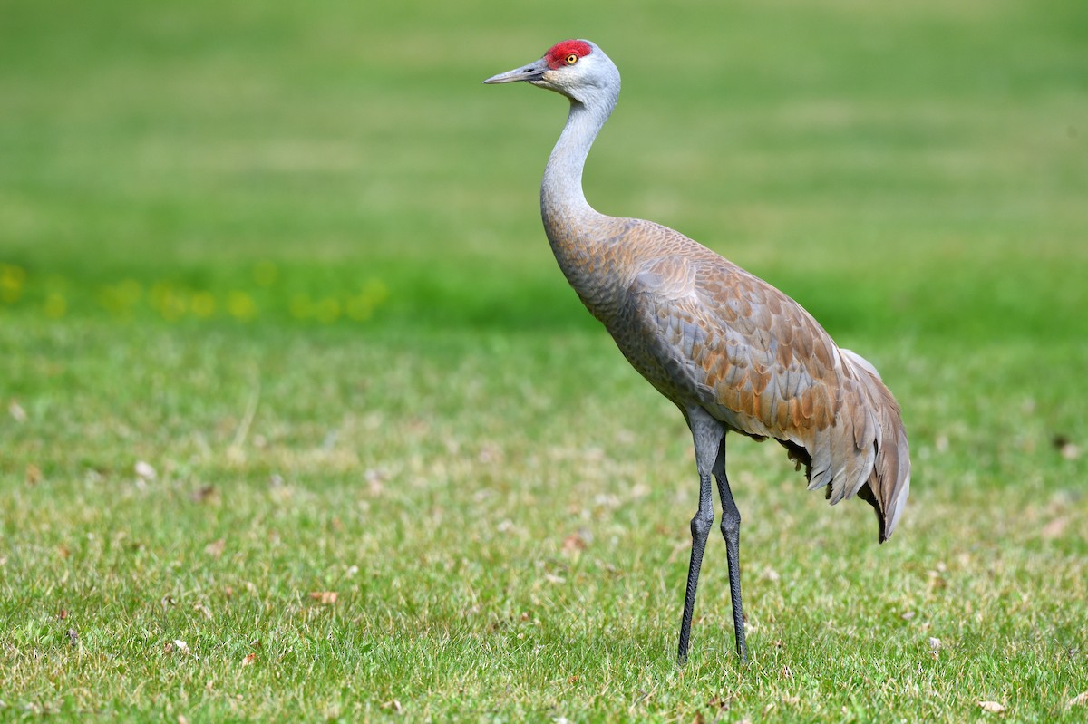 Sandhill Crane - ML637992866