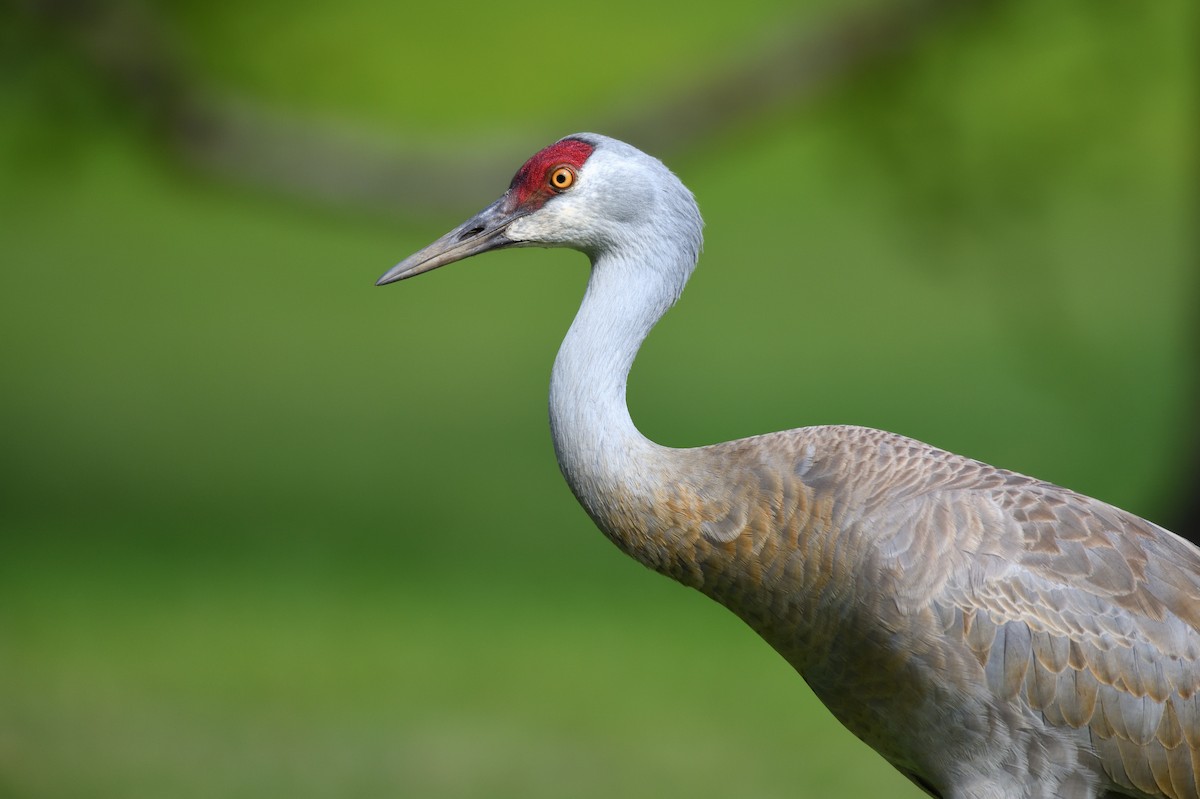 Sandhill Crane - ML637992867
